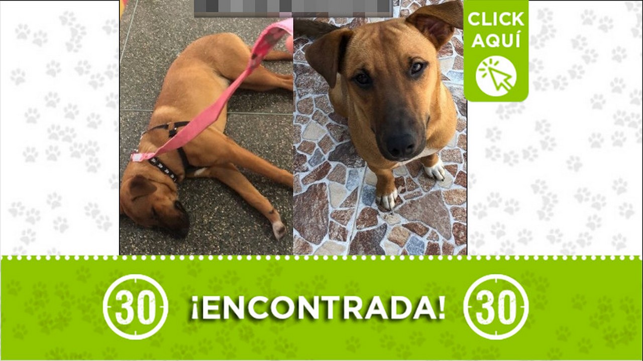 perrita encontrada