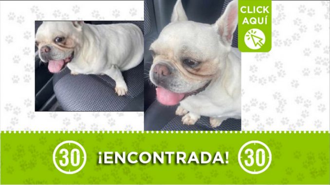 perrita encontrada perrita encontrada