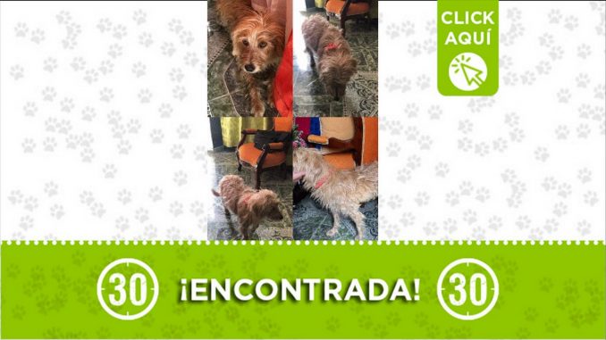 perrita encontrada perrita encontrada