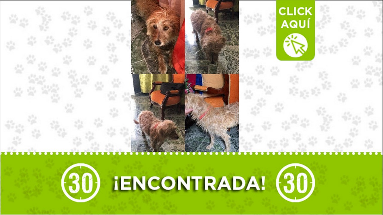 perrita encontrada