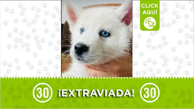 perrita perdida perrita perdida