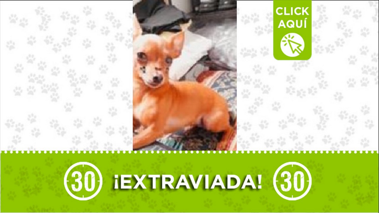 Esta perrita se perdió en Castilla, por la cancha La Maracaná 1 perrita perdida