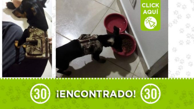 Buscan a la familia de este hermoso perrito encontrado en Villa Hermosa Buscan a la familia de este hermoso perrito encontrado en Villa Hermosa