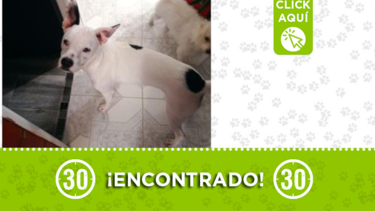 Perrito encontrado en El Mirador del Valle ¿Es suyo?