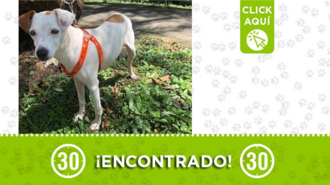 Encontraron este tierno perrito en Itagüí ¿Es suyo? Encontraron este tierno perrito en Itagüí ¿Es suyo?