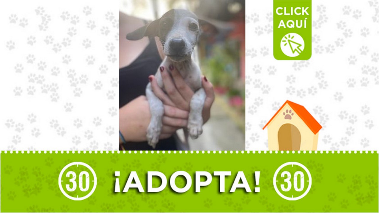 Este perrito busca un nuevo hogar, ¡adopta!