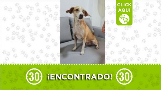 perrito encontrado