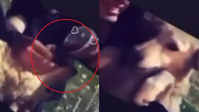 Perrito fue obligado a ingerir alcohol en Argentina Perrito fue obligado a ingerir alcohol en Argentina