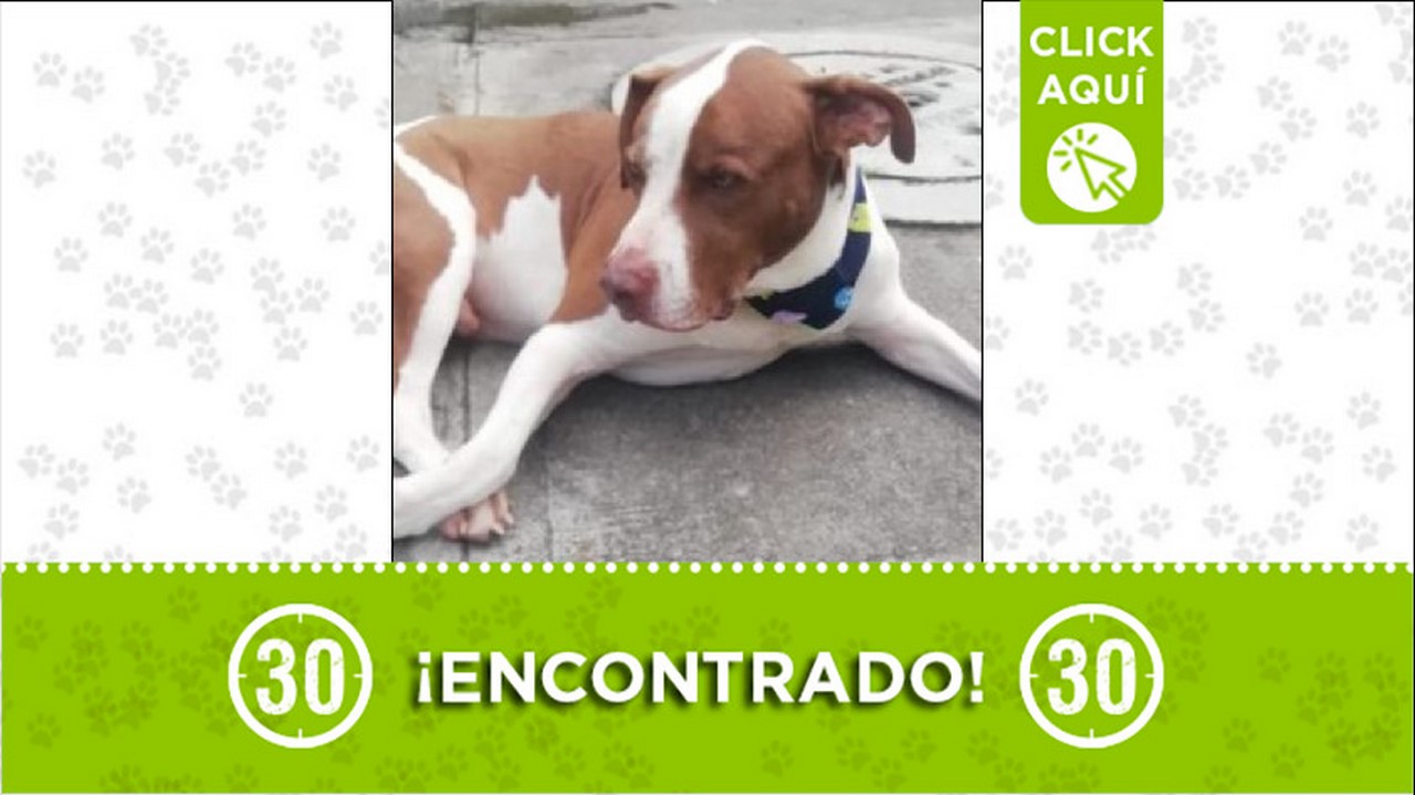 perrito encontrado