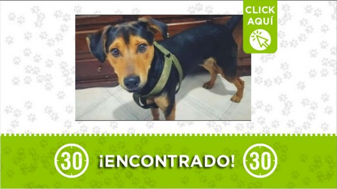 perrito encontrado perrito encontrado