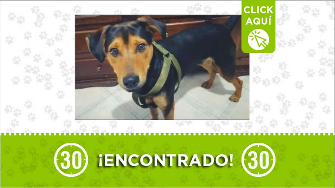 perrito encontrado