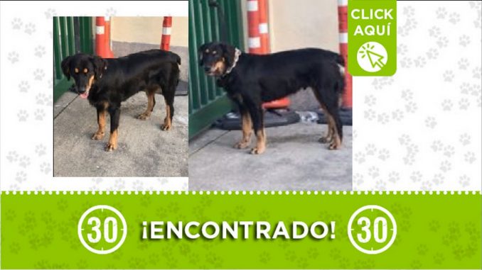perrito encontrado perrito encontrado
