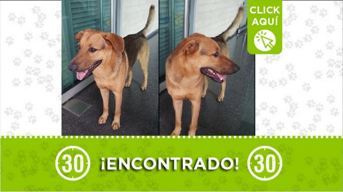 perrito encontrado perrito encontrado