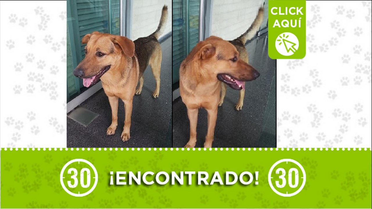 perrito encontrado