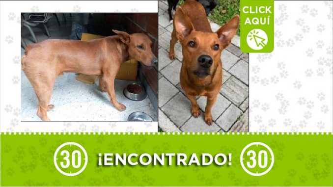 perrito encontrado perrito encontrado