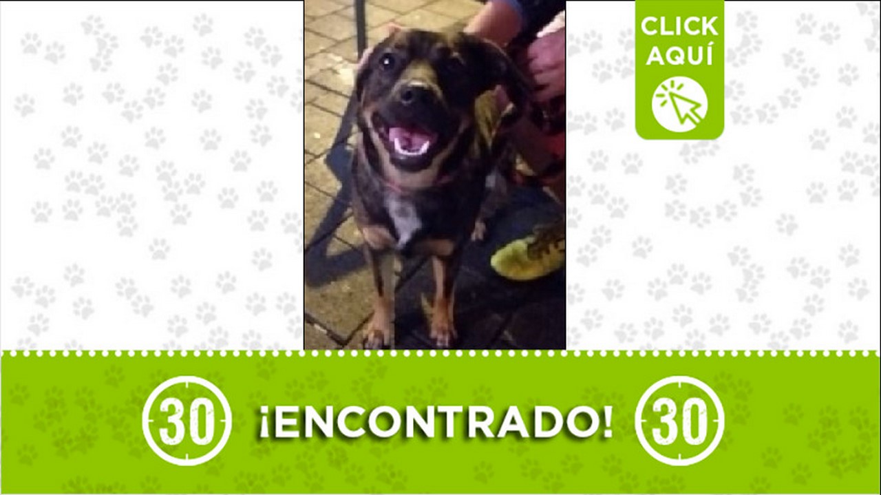 perrito encontrado