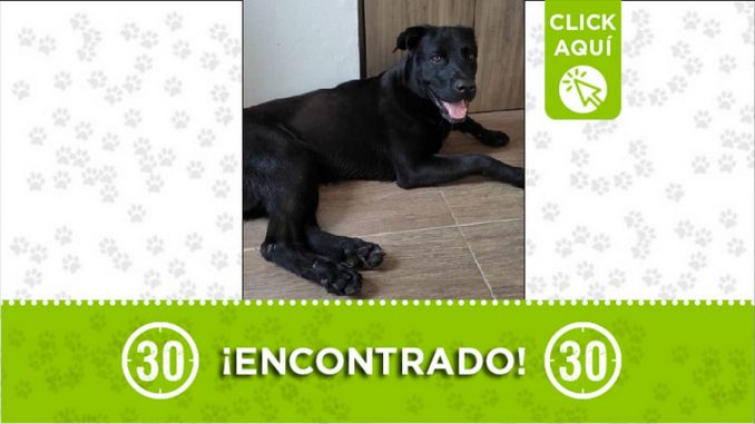 perrito encontrado perrito encontrado