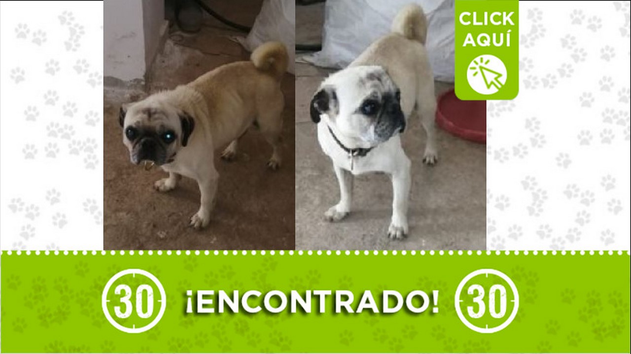 perrito encontrado