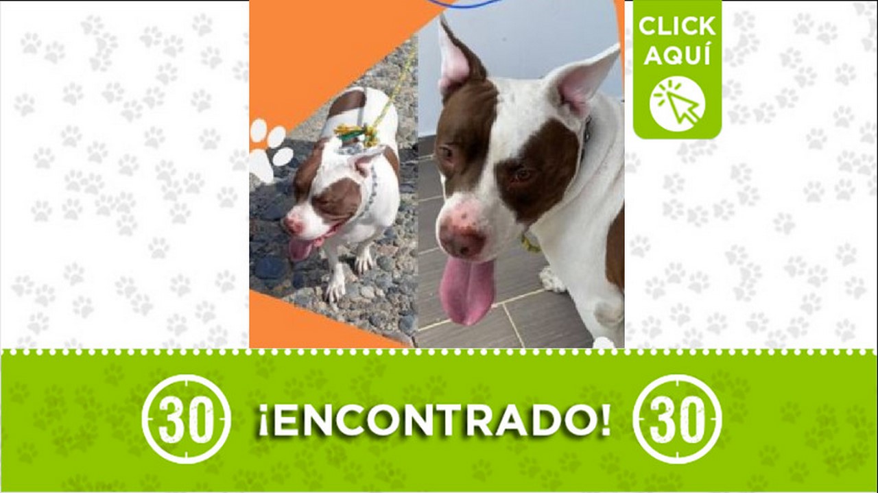 perrito encontrado