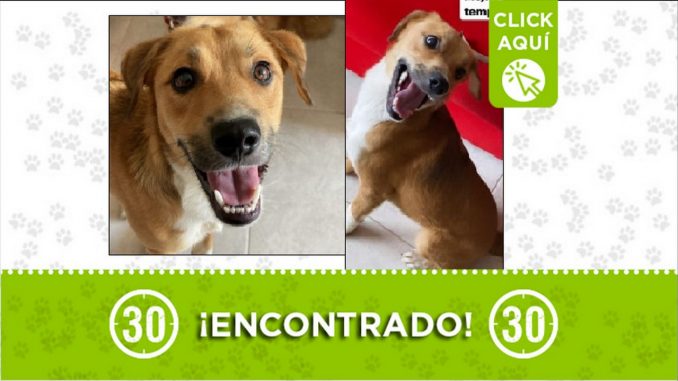 perrito encontrado perrito encontrado