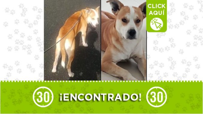 perrito encontrado perrito encontrado