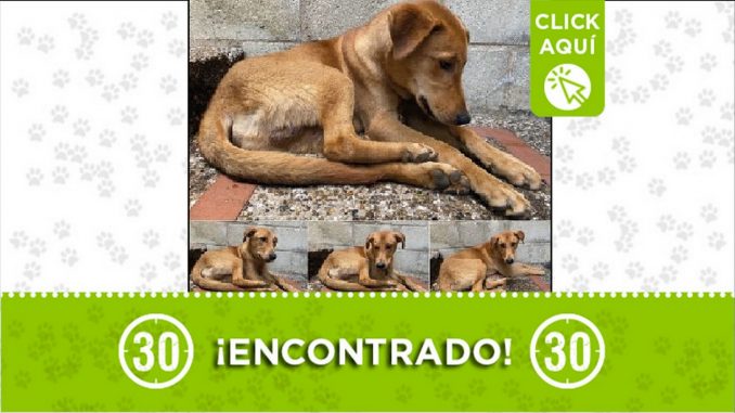 perrito encontrado perrito encontrado