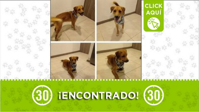 perrito encontrado perrito encontrado