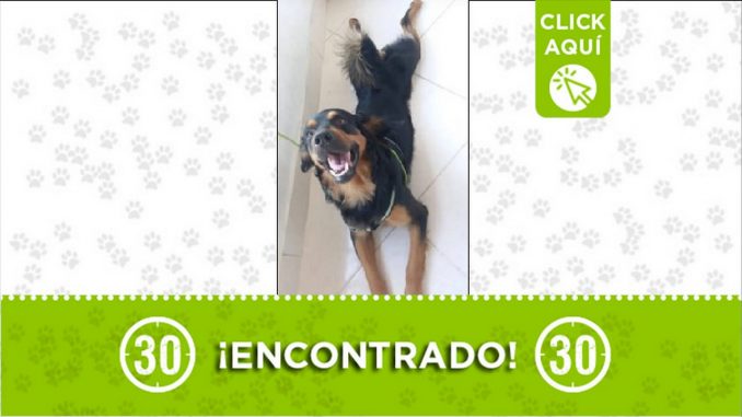 perrito encontrado perrito encontrado