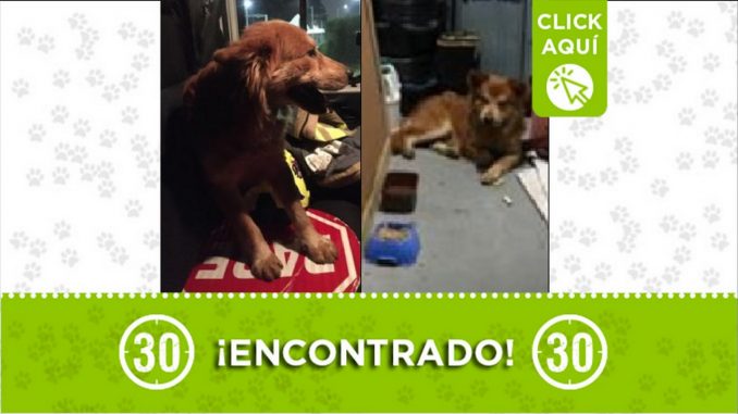 perrito encontrado perrito encontrado