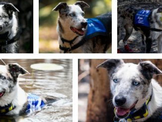 Luego de ser abandonado, perro salvó a koalas en Australia y ahora es condecorado 1 perro bear koalas