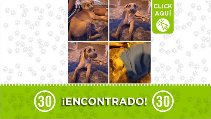 perro encontrado manrique santa ines