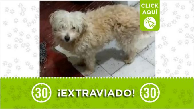 perro perdido matias