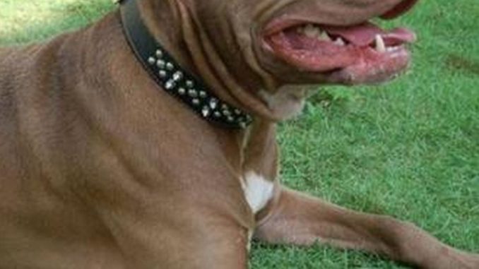 perro pitbull