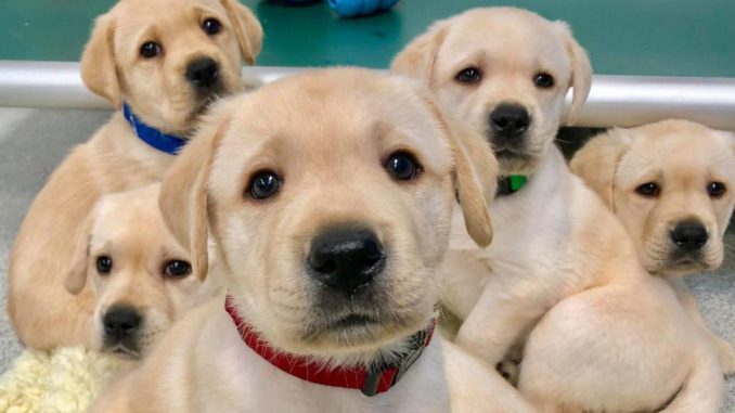 Un desgraciado mató a cuatro cachorros en Valledupar Un desgraciado mató a cuatro cachorros en Valledupar