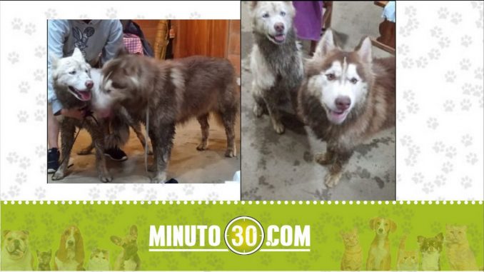 Perritos encontrados Perritos encontrados