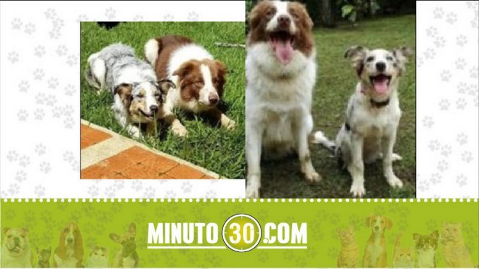 perritos perdidos perritos perdidos