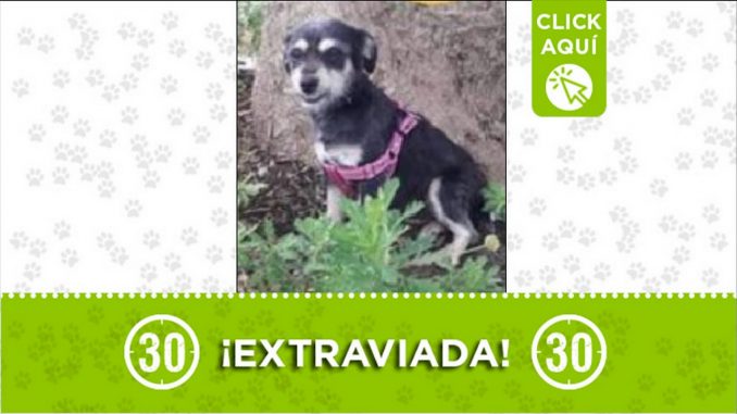 Perrita perdida Perrita perdida