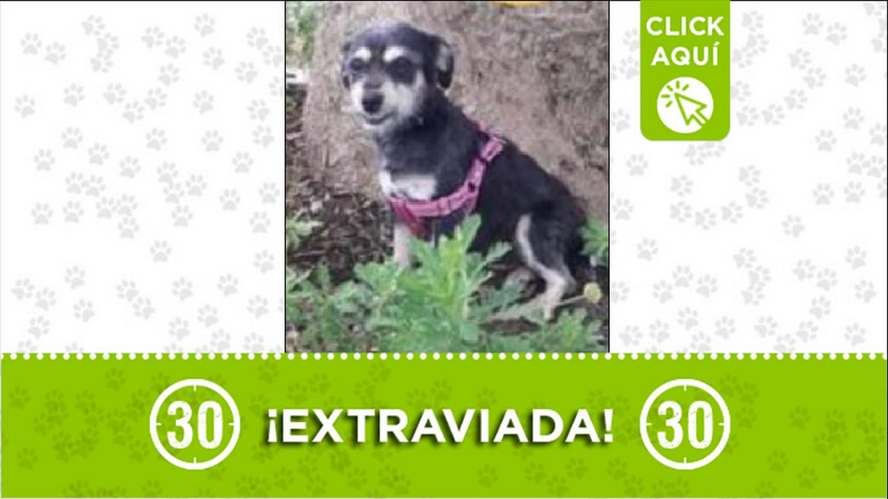 Perrita perdida