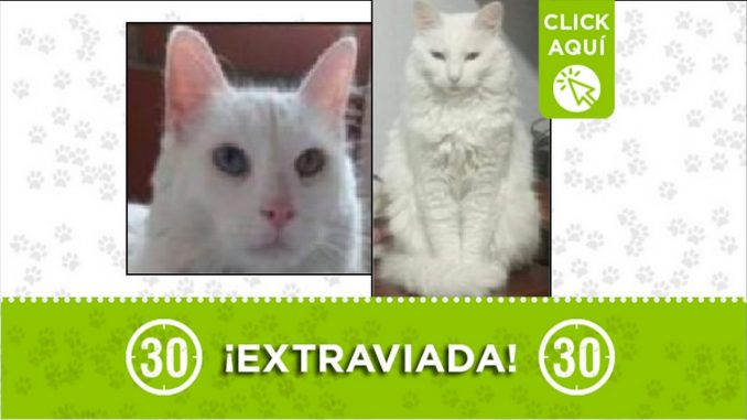 Gatica perdida Gatica perdida