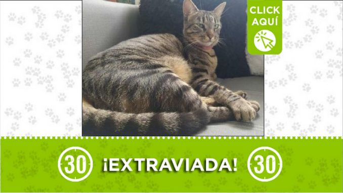 Gatica perdida Gatica perdida