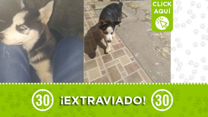 "Rocky" está perdido ¿Lo ha visto? "Rocky" está perdido ¿Lo ha visto?