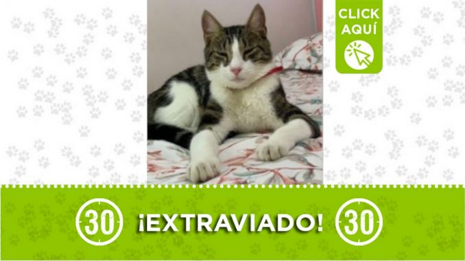 ramon el trapiche bello gato perdido