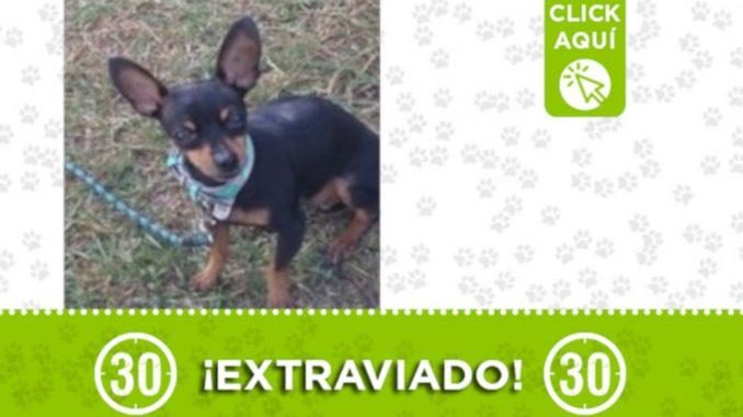 "Rocky" se extravió en Calasania 2 ¿Lo ha visto? "Rocky" se extravió en Calasania 2 ¿Lo ha visto?