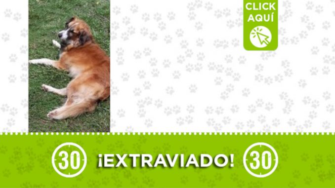 "Simons" se extravió en El Bagre, Antioquia ¡Comparte! "Simons" se extravió en El Bagre, Antioquia ¡Comparte!
