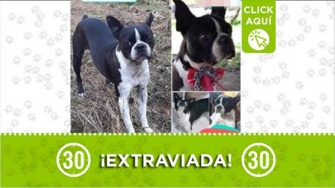 Perrita perdida Perrita perdida