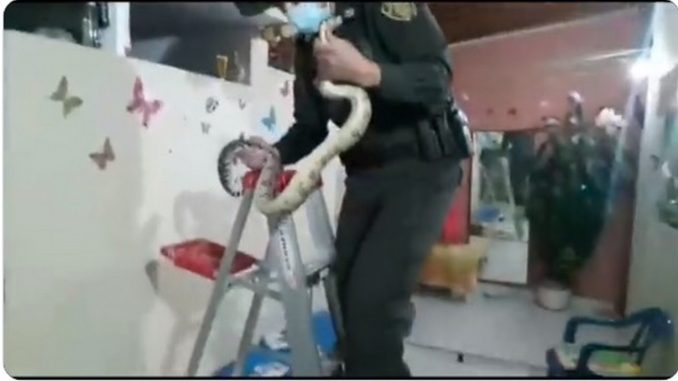 serpiente-jardin-infantil-medellin 2021