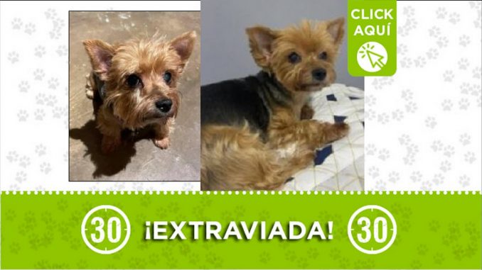 Perrita perdida Perrita perdida