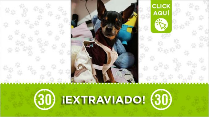 Perrito perdido Perrito perdido