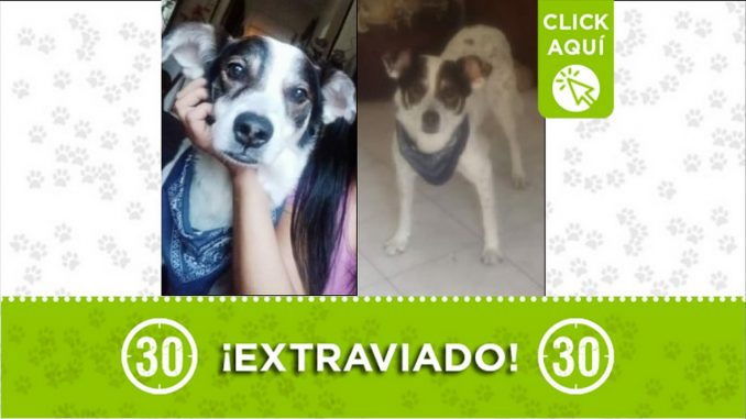 Perrito perdido Perrito perdido