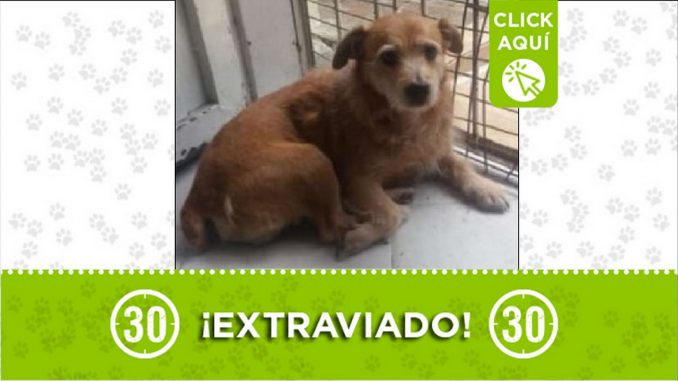 Perrito perdido Perrito perdido